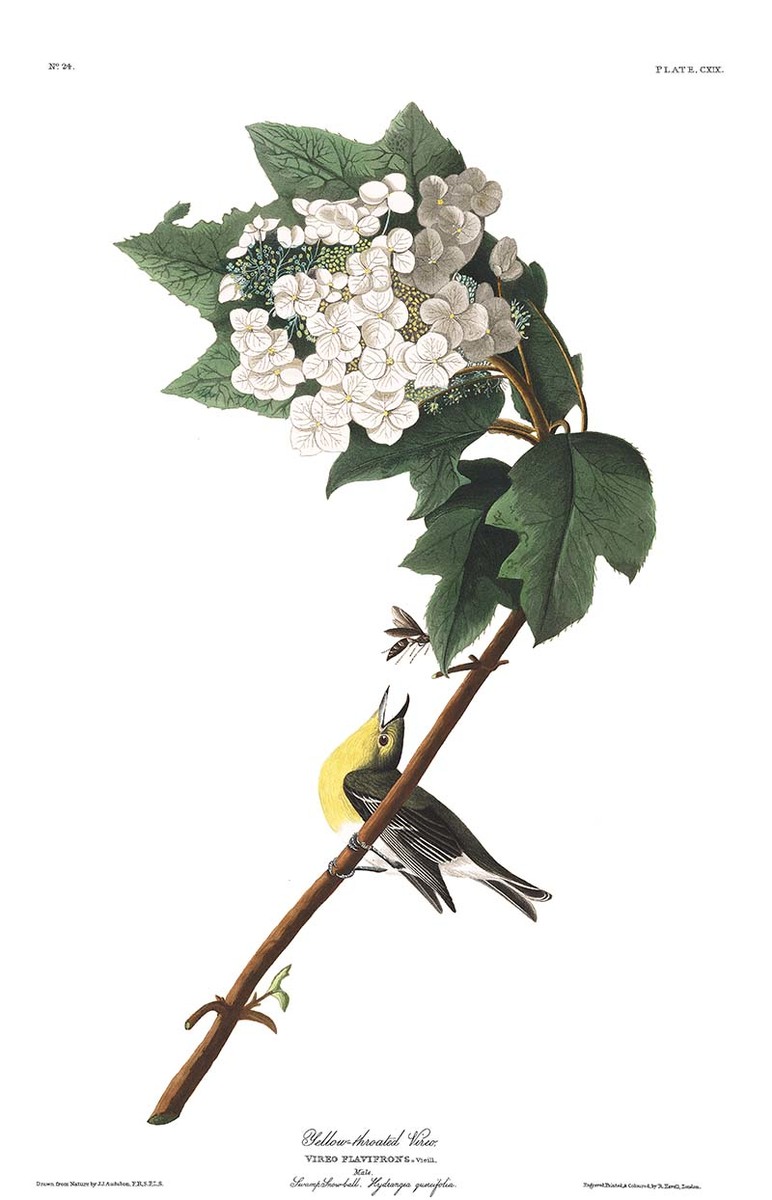 Yellow-throated Vireo, John James Audubon, Plate 119
