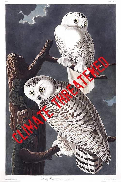 Audubon's Snowy Owl, Climate Threatened