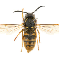 Close-up image of wasp.