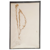 Plant specimen. Piece of paper with a dry, flattened plant attached. The plant has long stems with small, long pointed leaves up the length of the stems and clusters of around 8 flowers at the top.
