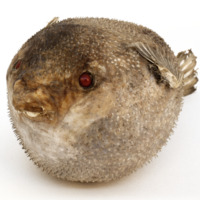 Image of dried pufferfish specimen.