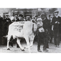 Photograph of the Turra Coo. A white cow with the words LG &amp; COO LENDRUM TO LEEKS painted on its side is led past a crowd of men, young and old, wearing caps, jackets, shirts and ties.