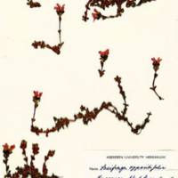 saxifraga.jpg