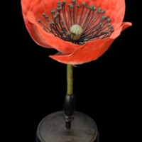 Model of red opium poppy.