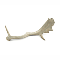 Antler. A bleached antler, with cracks and some pieces broken off.