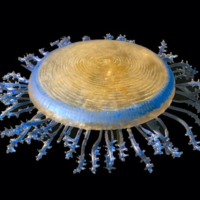 Jellyfish Porpita