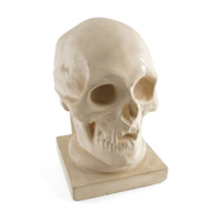 Skull. A plaster cast of a human skull on a square base.