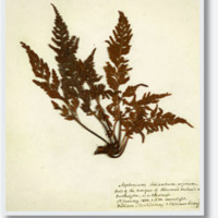 Asplenium_Adiantum-nigrum.jpg