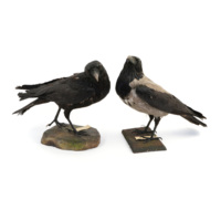 Crows. Two taxidermy crows: a regular all black crow standing with its head cocked towards the viewer, and a hooded crow which is light grey except for the head, wings and tail which are black, standing looking upwards.