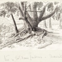 Drawing depicting a large tree with a large amount of roots.