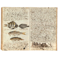 Pages of a manuscript journal with coloured illustrations of pilot fish, a goat fish, a parrot fish, and an illustration of Black people pulling and pushing a cart with a barrel on it, overseen by a figure with a brimmed hat and a whip.