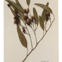 Image of dried eucalyptus sample including buds.