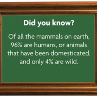 Did you know? Of all the mammals on earth, 96% are humans, or animals that have been domesticated, and only 4% are wild.