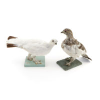 Ptarmigans. Two taxidermy ptarmigans: ptarmigan in winter plumage, all white except for the sides of the tail which are black, with dense feathers covering its feet, and a ptarmigan in summer plumage which is a mottled white, brown and grey colour with a white breast, with less dense feathers on its feet.