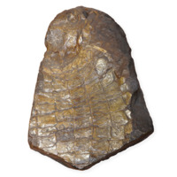 Fossil. A large piece of rock, about a foot and a half long, with polished, olive coloured, square scales on its surface. The scales are roughly two inches wide.