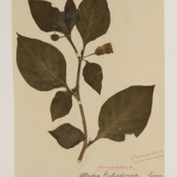 Image of dried sample of belladonna.