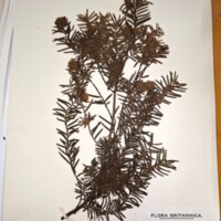 Image of dried specimen of yew.