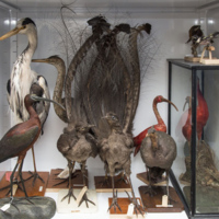 Zoology display. Taxidermy birds in a display case.