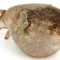 Image of dried pufferfish specimen.