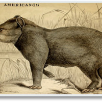 HA_Nicholson_tapirus_americanus.jpg