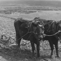 Man ploughing with oxen crop.jpg