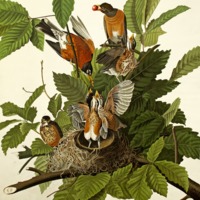 The birds of America from original drawings.