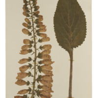 Image of dried foxglove sample.