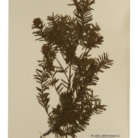 Image of dried specimen of yew.