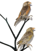 Crossbills. Two taxidermy finch sized birds on Perspex perches. Both birds have large, curved beaks where the upper and lower parts cross over each other (like crossed fingers). The male has brown and orange plumage, the female brown and olive plumage.