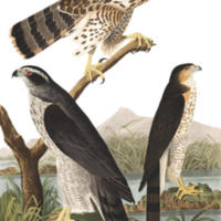 Birds of America Plate 141