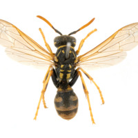 Close-up image of wasp.