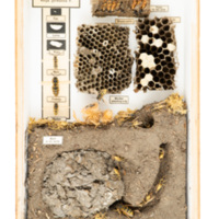 Image of model wasp habitat.