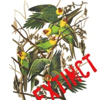 Plate-26-Carolina-Parrot-extinct.jpg