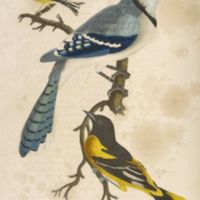 Wilson,_Alexander,_1766-1813_-_American_ornithology_-_Plate_1.jpg