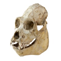 Howler Monkey skull