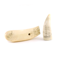 Scrimshaw. Two whale teeth with drawings on them, one with plants and birds, the other has a sail ship with two masts.
