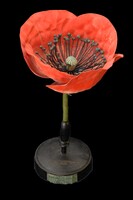 Model of red opium poppy.