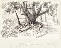 Drawing depicting a large tree with a large amount of roots.