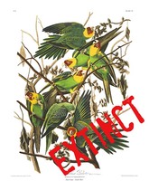 Audubon&#039;s Carolina Parrot, extinct